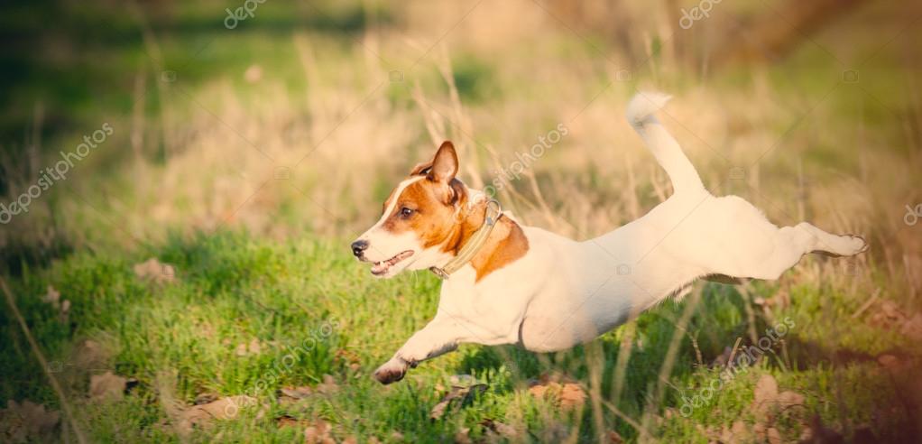 Hund läuft im Park Stockfotografie lizenzfreie Fotos