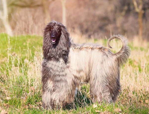 Photo of the cute dog — Stock Photo, Image