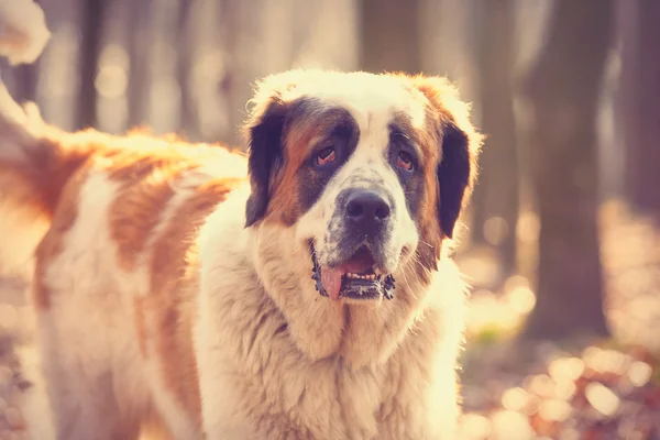 Foto van de schattige hond — Stockfoto