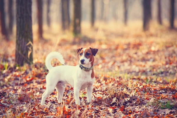 Fotografie z roztomilý pes — Stock fotografie