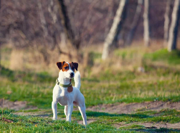 Sevimli köpek fotoğrafı — Stok fotoğraf