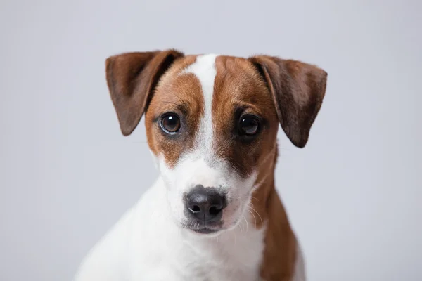 Portrait of the dog — Stock Photo, Image