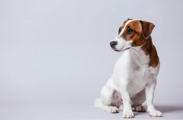 Portret van de hond — Stockfoto