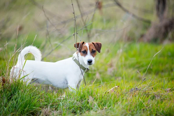 Foto do cão — Fotografia de Stock