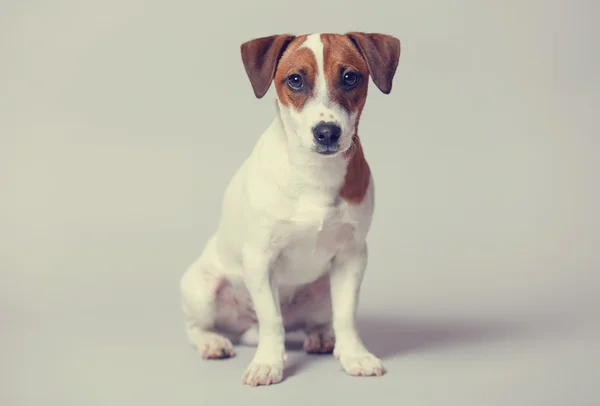 Portret van de hond — Stockfoto