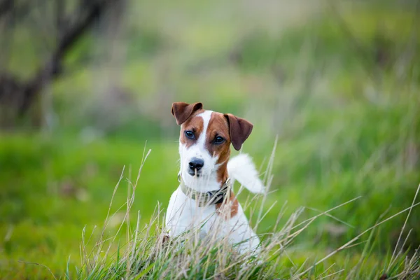 Foto do cão — Fotografia de Stock