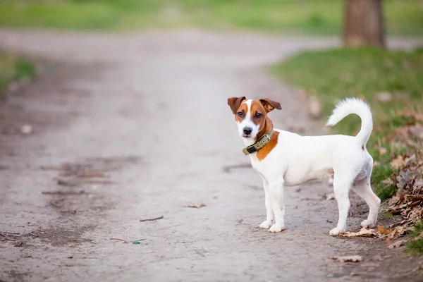 Jack Russel Terrier Stok Foto Jack Russel Terrier Gambar Bebas Royalti Depositphotos