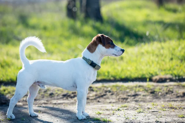 Foto do cão — Fotografia de Stock