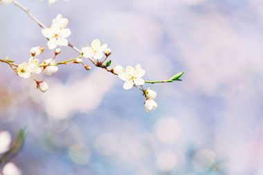 Fotoğraf kiraz Şubesi