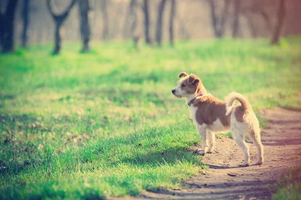 かわいい犬の写真 — ストック写真
