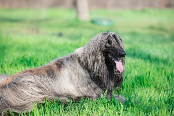 Foto van de schattige hond — Stockfoto