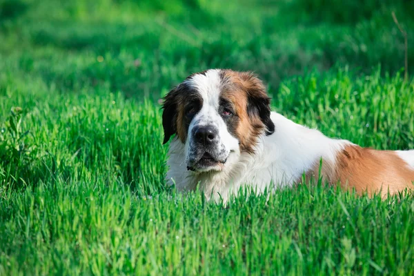 Foto van de schattige hond — Stockfoto