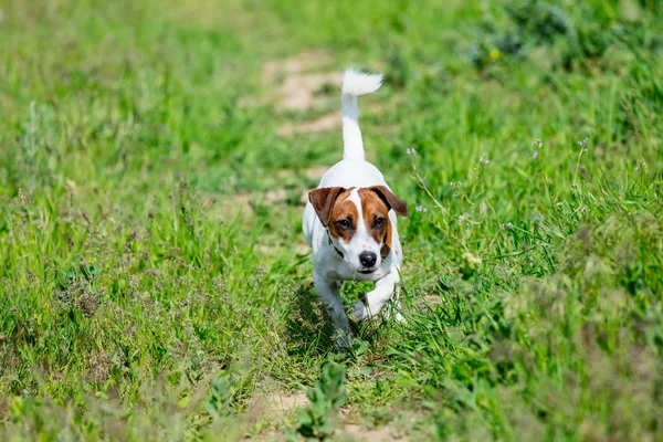 Parkta yürüyen sevimli köpek. — Stok fotoğraf