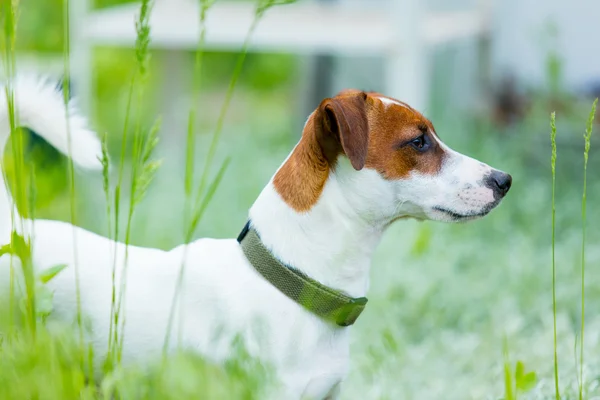 Foto do cão bonito — Fotografia de Stock