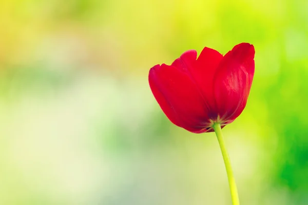 Foto del tulipán rojo —  Fotos de Stock