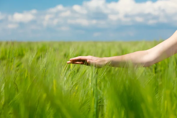 Mano femenina sobre el campo — Foto de Stock