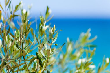 Fotoğraf Yunanistan içinde ağaç