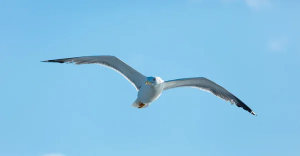 Photo of the flying gull — Stock Photo, Image