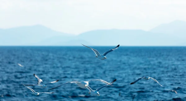 Foto de gaivotas voadoras — Fotografia de Stock
