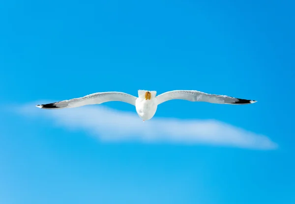 Photo of the flying gull — Stock Photo, Image