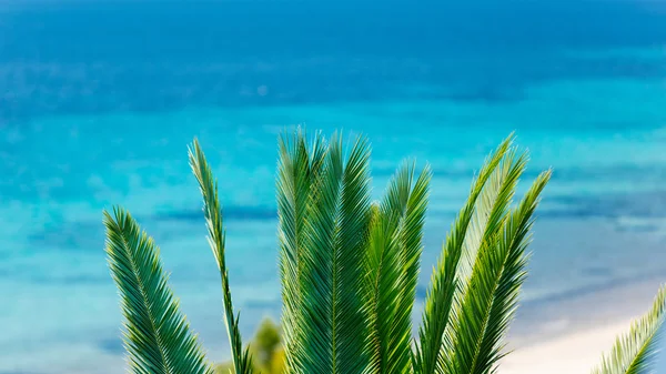 Liście palmy na plaży — Zdjęcie stockowe