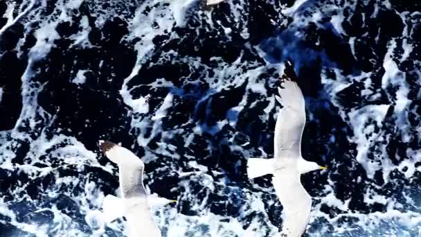 Gaviotas volando olas de mar fondo — Vídeos de Stock