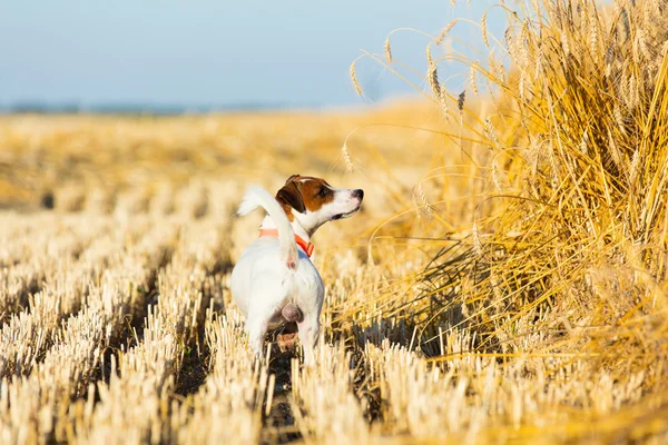 Собака ходить на полі — стокове фото