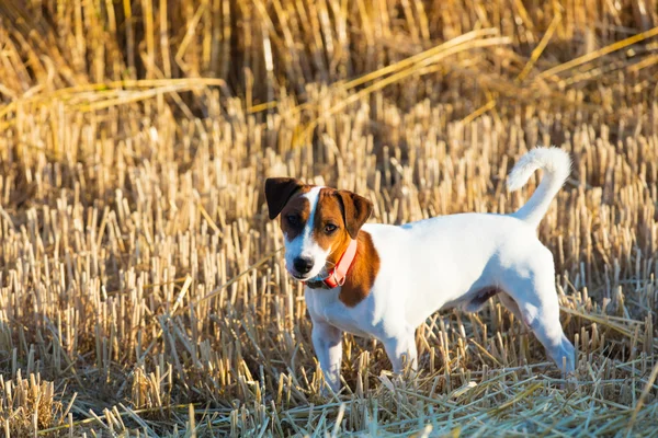 Cão andando no campo — Fotografia de Stock