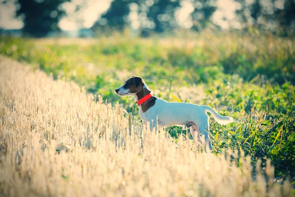 Carino cane a piedi sul campo — Foto Stock