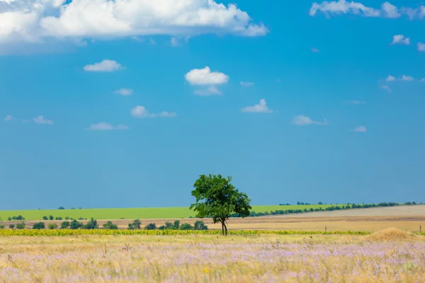 Beautiful tree in the field — Stock Photo, Image