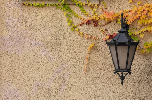 Latarnia Ścienna Virginia Creeper Ulicy Sezonie Jesiennym — Zdjęcie stockowe