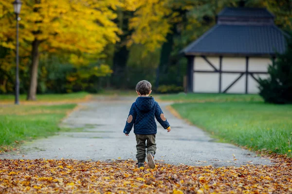 Criança Brinca Com Folhas Caídas Parque Outono — Fotografia de Stock