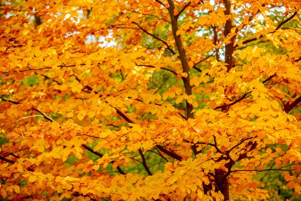 Vackert Träd Med Gula Blad Höstpark — Stockfoto