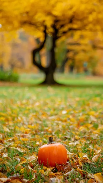 Pumpkin Grass Leaves Park — Stock Photo, Image