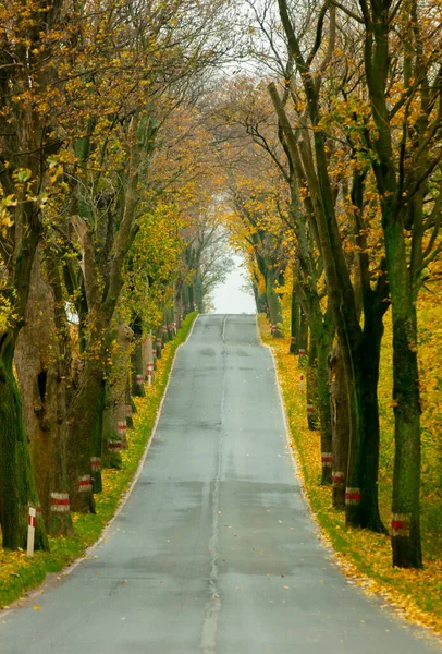 Sonbaharda Ormanda Asfalt Yol Var — Stok fotoğraf