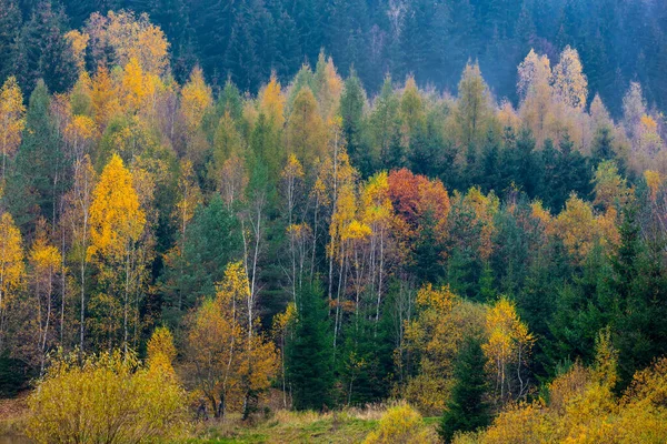 Uitzicht Dennen Andere Bomen Het Bos Herfst — Stockfoto