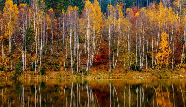Sonbaharda Polonya Huş Ağacı Ormanı — Stok fotoğraf