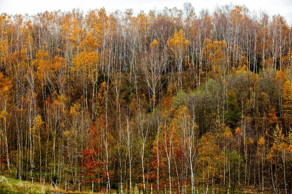 Березовый Лес Осенью Польша — стоковое фото