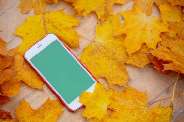 Sonbahar yapraklarının yanındaki yeşil ekranlı cep telefonu. 