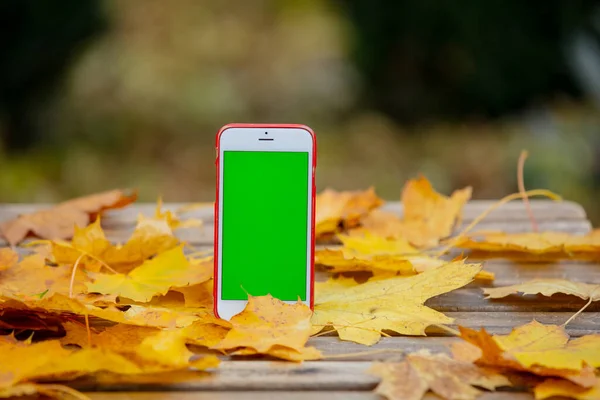 Teléfono Móvil Con Pantalla Verde Junto Las Hojas Otoño Sobre —  Fotos de Stock