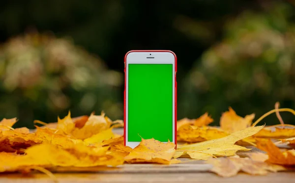 Teléfono Móvil Con Pantalla Verde Junto Las Hojas Otoño Sobre —  Fotos de Stock