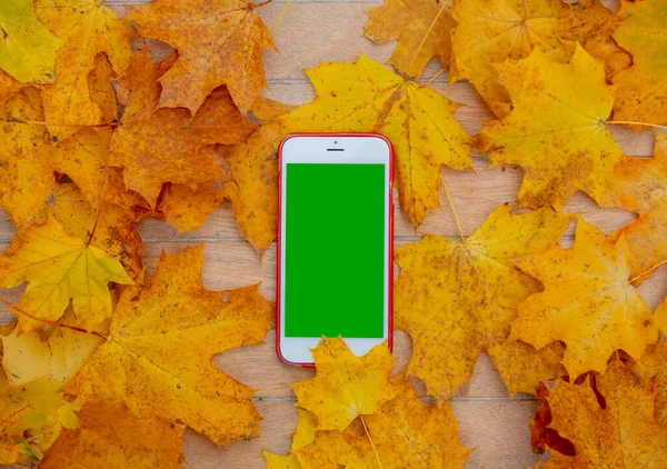 Telefon Komórkowy Zielonym Ekranem Obok Jesiennych Liści Stole — Zdjęcie stockowe