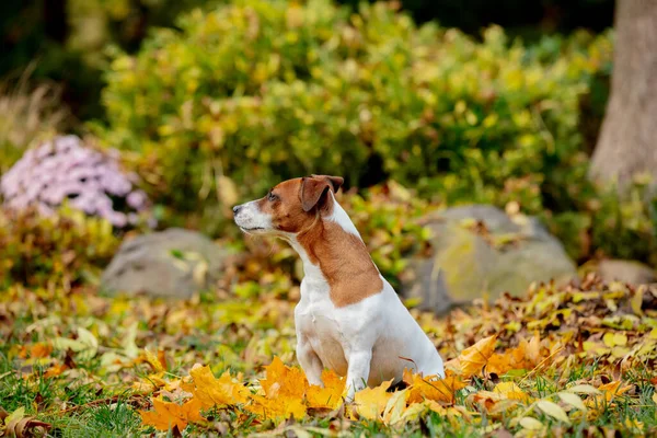 秋の庭の葉の上に座っているジャック ラッセル テリア — ストック写真