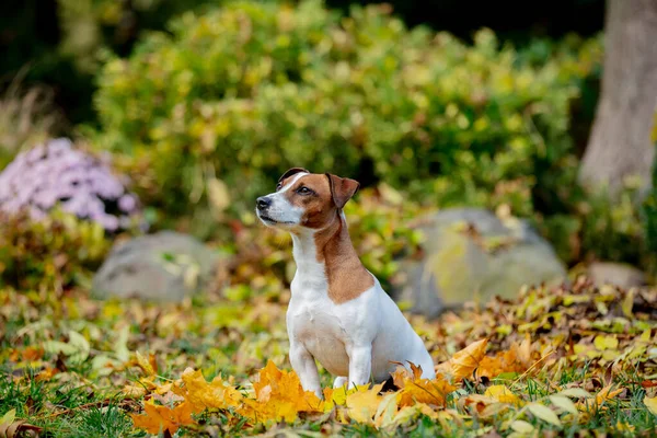 Jack Russell Terrier Seduto Una Foglia Nel Giardino Autunnale — Foto Stock