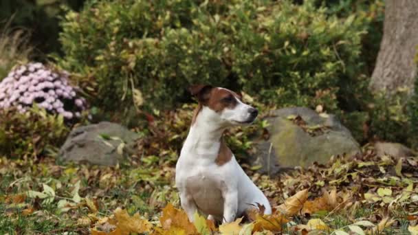 Jack Russell Terrier Κάθεται Ένα Φύλλο Στον Κήπο Φθινόπωρο — Αρχείο Βίντεο