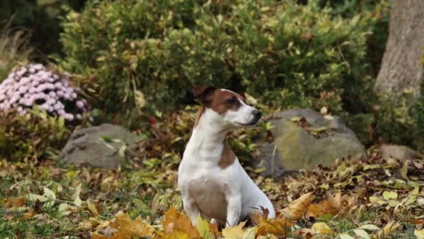 Jack Russell Terrier Leveleken Őszi Kertben — Stock videók