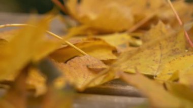 Bilgisayar klavyesi ve akçaağaç yaprakları masada 