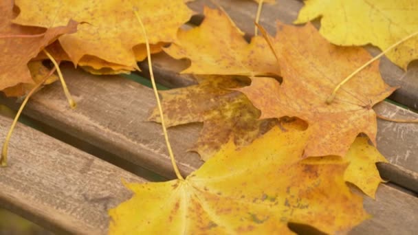 Daun Lendir Atas Meja Taman — Stok Video