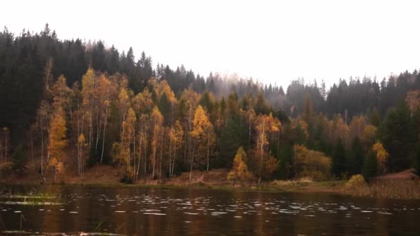 Θέα Στο Δάσος Κοντά Στη Λίμνη Φθινόπωρο Στην Πολωνία Στα — Αρχείο Βίντεο