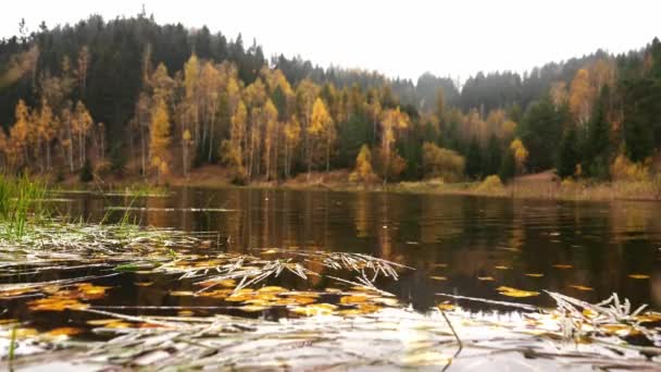 Θέα Στο Δάσος Κοντά Στη Λίμνη Φθινόπωρο Στην Πολωνία Στα — Αρχείο Βίντεο